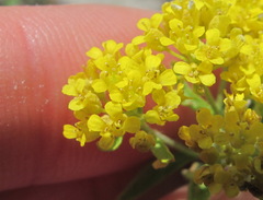 Odontarrhena muralis