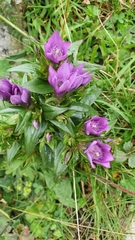 Gentianella styriaca