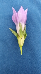 Gentianella styriaca