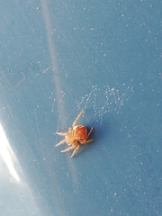 Araneus sturmi