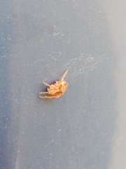 Araneus sturmi
