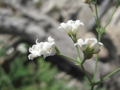 Galium xeroticum