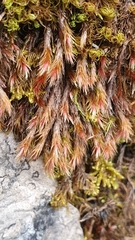 Orthothecium rufescens