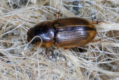 Labarrus lividus