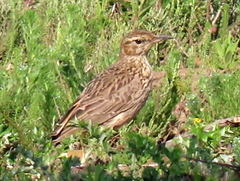 Certhilauda curvirostris brevirostris