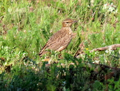 Certhilauda curvirostris brevirostris