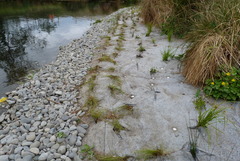 Isolepis distigmatosa