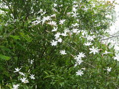 Jasminum multipartitum