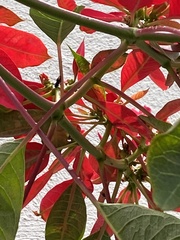 Trigona fulviventris