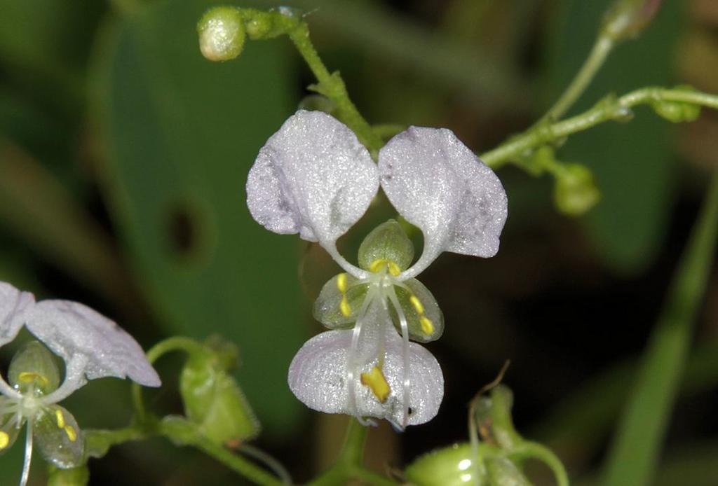 Aneilema indehiscens