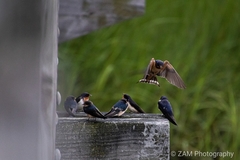 Hirundo rustica