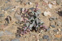 Polygala mossii