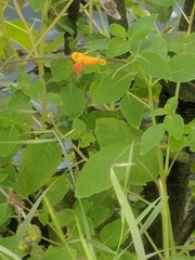 Impatiens capensis