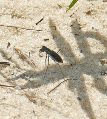 Cicindela scabrosa