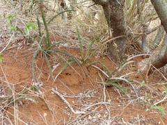 Sansevieria aethiopica