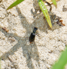 Cicindela scabrosa