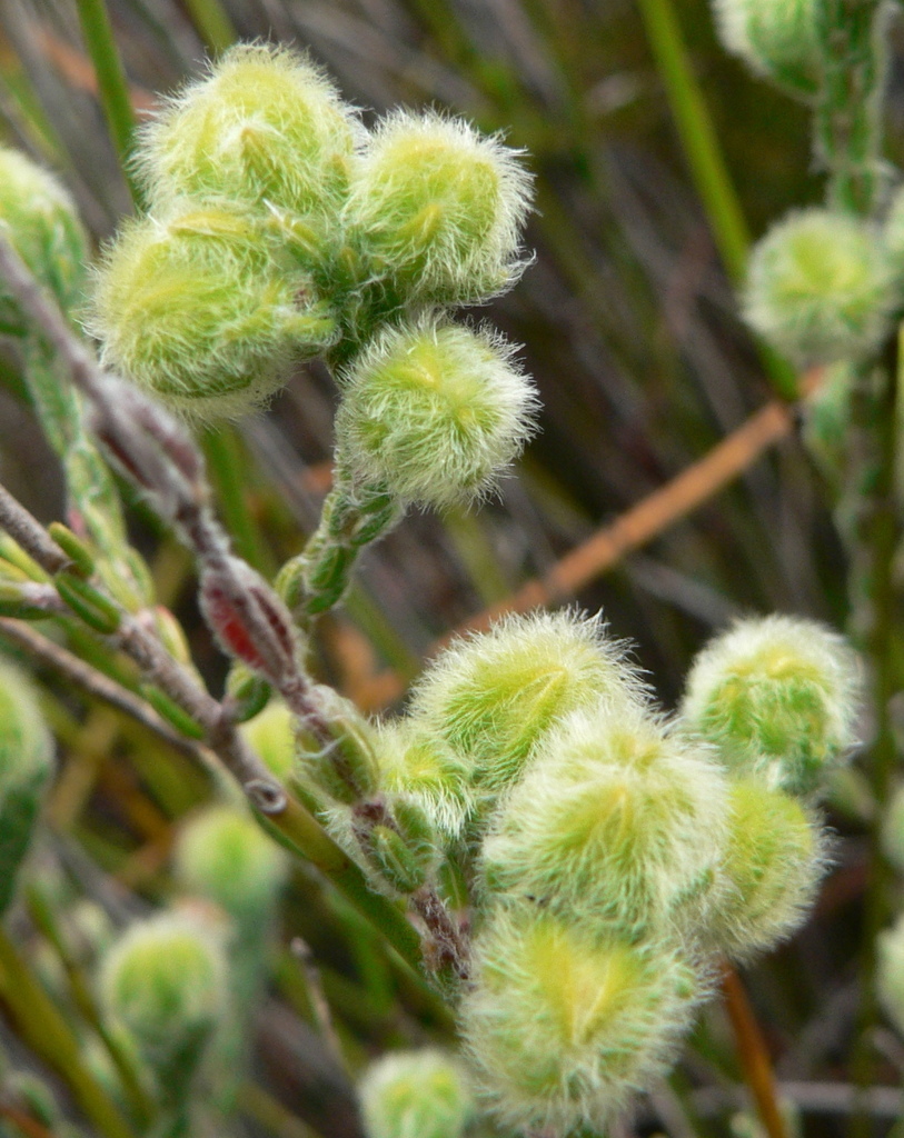 Heady Heath