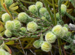 Erica capitata