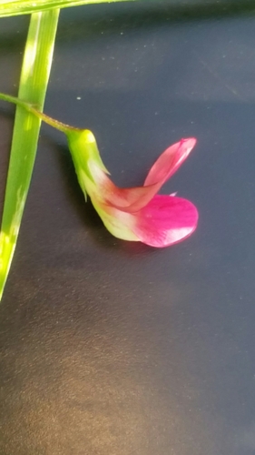Grass Vetchling