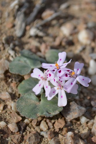 Pelargonium sibthorpiifolium