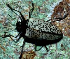 Cypherotylus badeni