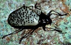 Cypherotylus badeni