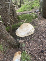 Catathelasma ventricosum
