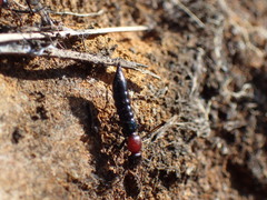 Pachypaederus