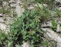 Oxytropis owerinii