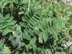 Oxytropis owerinii