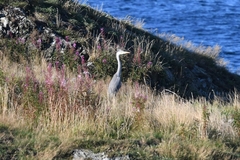 Ardea cinerea