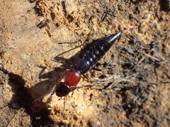 Pachypaederus
