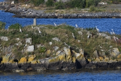 Ardea cinerea