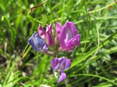 Oxytropis owerinii