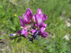 Oxytropis owerinii