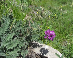 Oxytropis owerinii