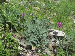 Oxytropis owerinii