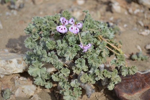 Pelargonium mirabile Dinter 3