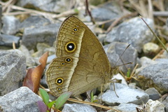 Mycalesis madjicosa