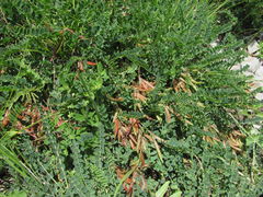 Astragalus buschiorum