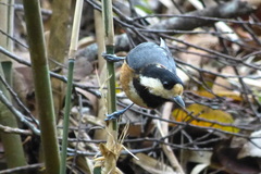 Sittiparus varius amamii