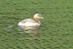 Tachybaptus ruficollis poggei