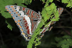 Charaxes saturnus saturnus