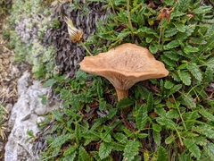 Infundibulicybe dryadum
