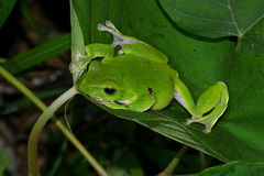 Zhangixalus viridis