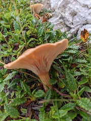 Infundibulicybe dryadum
