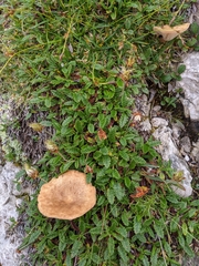 Infundibulicybe dryadum