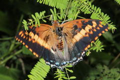 Charaxes saturnus saturnus