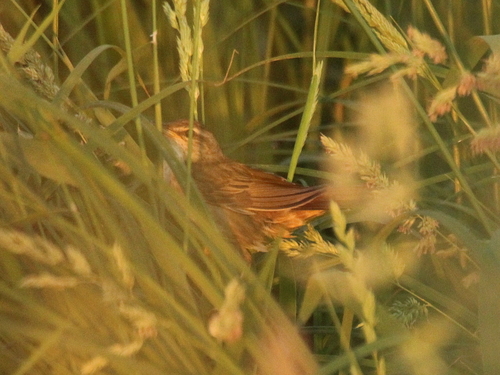 Pallas's Grasshopper Warbler (Helopsaltes certhiola), photo 5