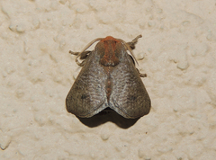 Natada nigripuncta